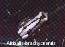 Afrixalis brachycnemis.JPG