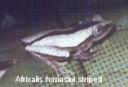 Afrixalis fornasini.JPG