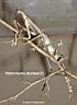 Heterochaeta strachani 01.jpg