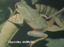 Hyperolius viridiflavus.jpg