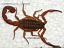 Odonturus_ssp._Tanzania.jpg
