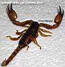 Opistophthalmus_ssp._Tanzania_back.jpg