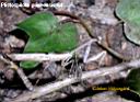 Plistospilota guineensis 04.jpg