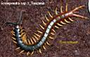 Scolopendra ssp.1_Tanzania.jpg