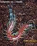 Scolopendra ssp.2 -Tanzania.jpg