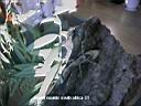flower mantis south africa 01.jpg