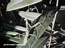 green mantis tanzania.jpg