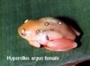 hyperolius argus 05.jpg