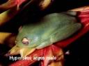 hyperolius argus 06.jpg