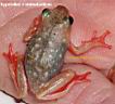 hyperolius v ommatosticus.jpg